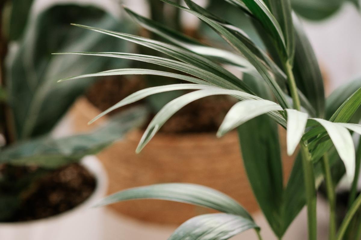 Urban Jungle: estilo de decoração que une beleza e natureza